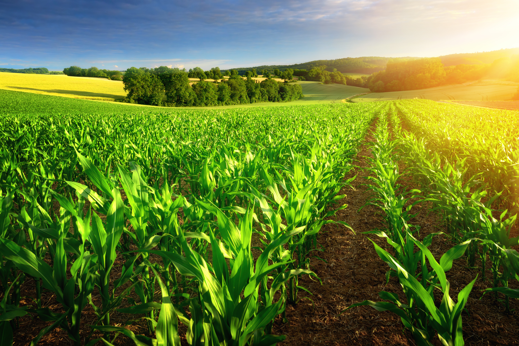 Increase Soil Fertility