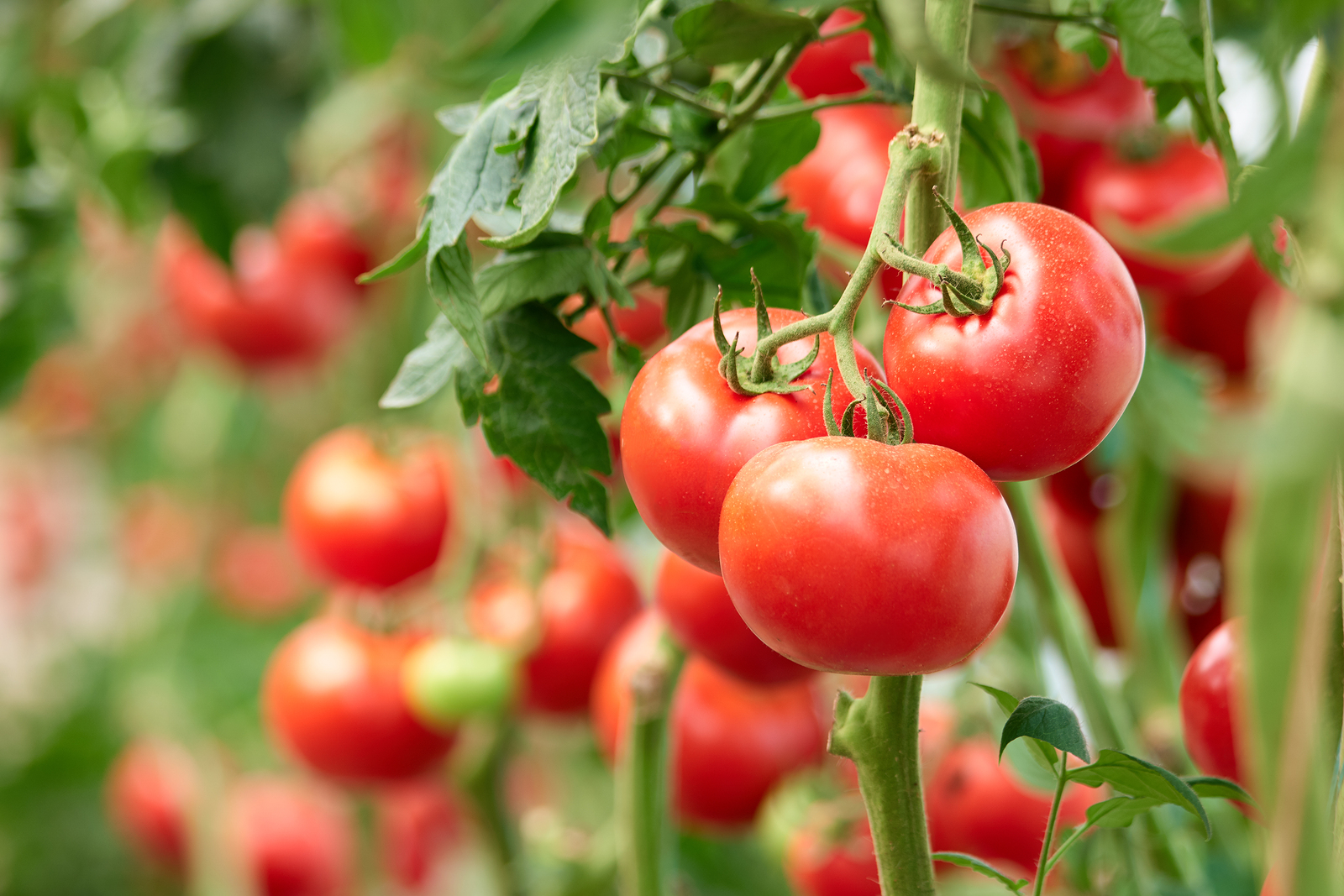 Innovative Agri-Solutions